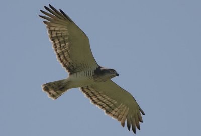 Beaudouins Snake Eagle (Circaetus beaudouini)