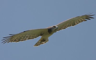 Beaudouins Snake Eagle (Circaetus beaudouini)