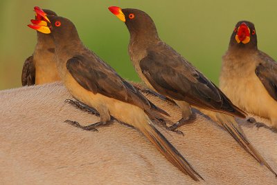 Yellow-billed Oxpeckers (Buphagus africanus)