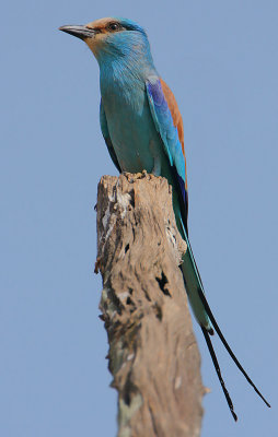 Abyssinian Roller (Coracias abyssinica)