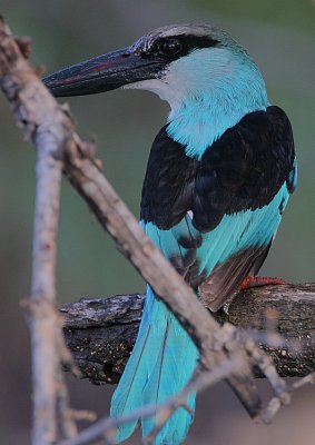 Blue-breasted Kingfisher (Halcyon malimbica)