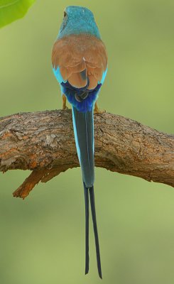 Abyssinian Roller (Coracias abyssinica) back view