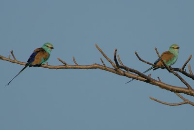 Abyssinian Roller (Coracias abyssinica) pair