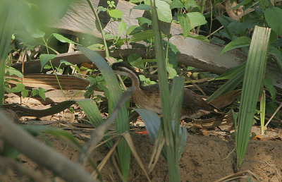 African Finfoot (Podica senegalensis)