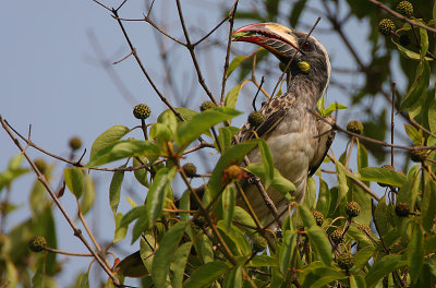 African Grey Hornbill (Tockus nasutus)