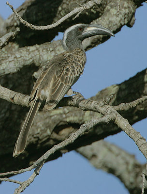 Grey Hornbill (Tockus nasutus)