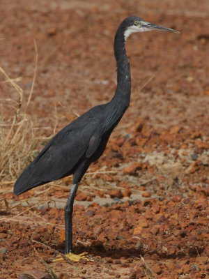 Western Reef Heron (Egretta gularis)