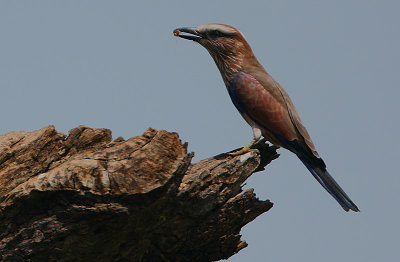 Rufous-crowned Roller (Coracias naevia)