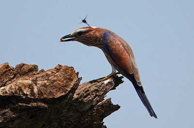 Rufous-crowned Roller (Coracias naevia)