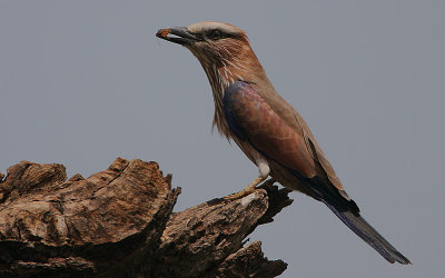 Rufous-crowned Roller (Coracias naevia )