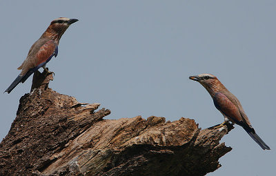 Rufous-crowned Rollers (Coracias naevia)