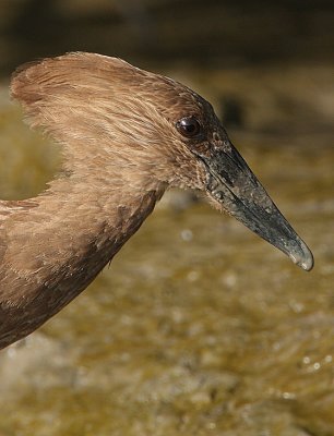 Hamerkop (Scopus umbretta)