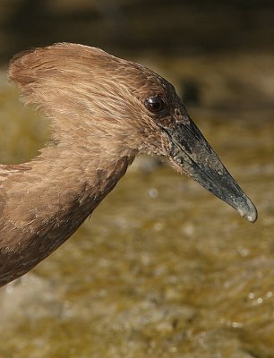 Hamerkop (Scopus umbretta),