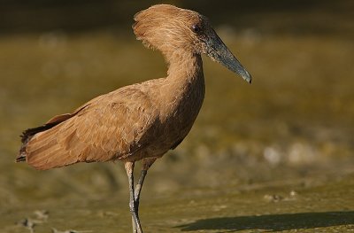 Hamerkop (Scopus umbretta)