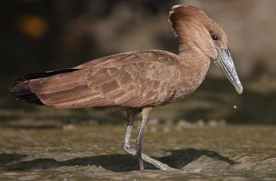 Hamerkop (Scopus umbretta)