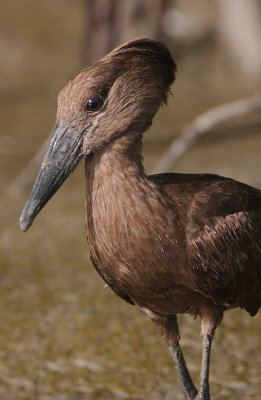 Hamerkop (Scopus umbretta)