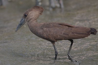 Hamerkop (Scopus umbretta)