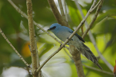 African Blue Flycatcher (Elminia longicauda) 