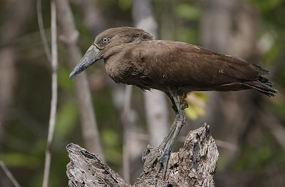 Hamerkop (Scopus umbretta)