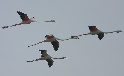 Greater Flamingo (Phoenicopterus ruber) in flight