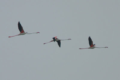 Greater Flamingo (Phoenicopterus ruber) in flight