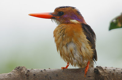 African Pygmy Kingfisher (Ispidina picta) 
