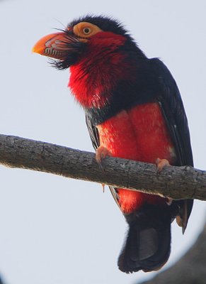 Bearded Barbet (Lybius dubius)