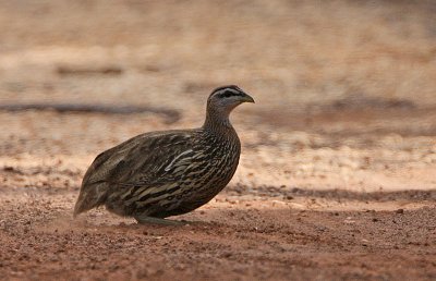 Double-spurred Francolin (Francolinus bicalcaratus)  at sunset