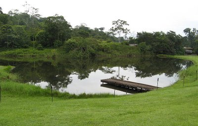 Sueno azul lodge -small wetland with Rain forest behind