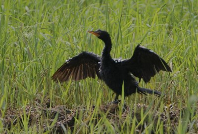 Long-tailed Cormorant (Phalacrocorax africanus)