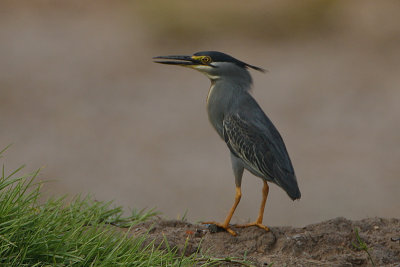 Striated Heron (Butorides striatus)