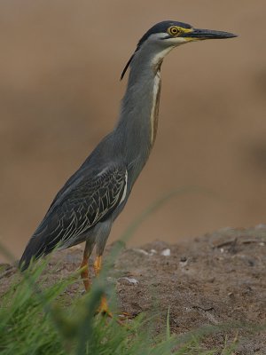 Striated Heron (*Butorides striatus)