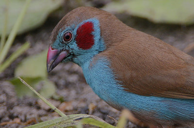 Red-cheeked Cordon-Bleu (Uraeginthus bengalus)