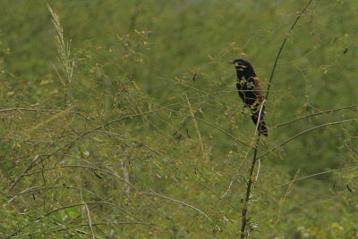 Black Coucal (Centropus grillii)