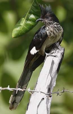 Levaillant's Cuckoo  (Clamator levaillantii)