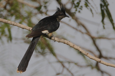 Levaillant's Cuckoo  (Clamator levaillantii)