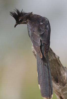 Levaillant's Cuckoo (Clamator levaillantii)