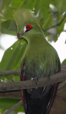 Green Turaco (Tauraco persa)