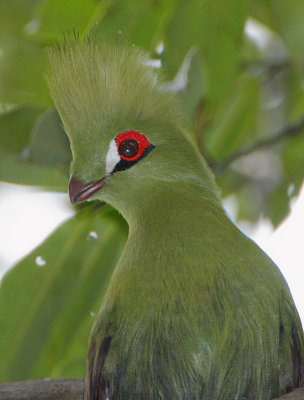 Green Turaco (Tauraco persa) Headshot