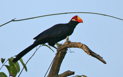 Violet Turaco (Musophaga violacea)