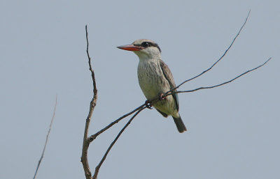 Striped Kingfisher (Halcyon chelicuti)