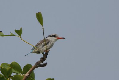 Striped Kingfisher (Halcyon chelicuti)