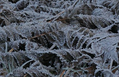 Frost on bracken fronds