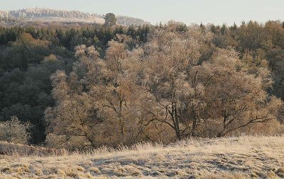 Frozen Forest