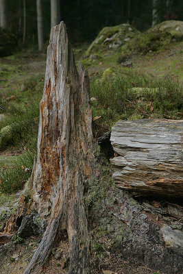 Pine stump