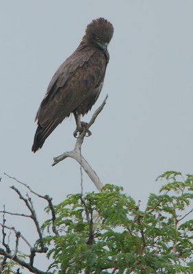 Brown Snake Eagle (Circaetus cinereus)