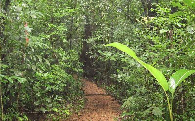 Heliconias Lodge trail