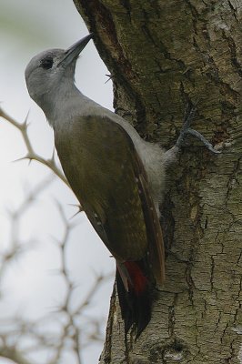 Grey Woodpecker (Dendropicos goertae)