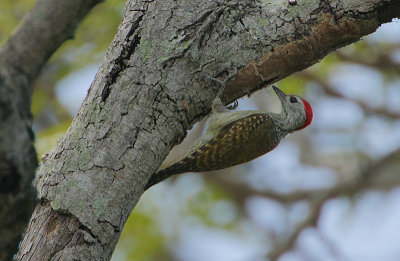 Cardinal Woodpecker (Dendropicos fuscescens)