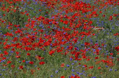 Poppy Field